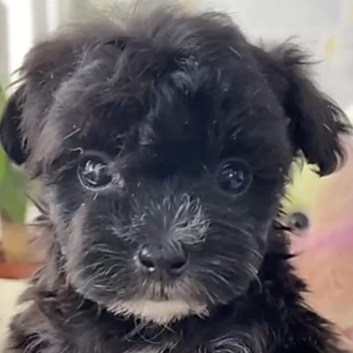 ＭＩＸ（犬）(小型)