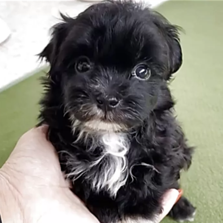 ＭＩＸ（犬）(小型)