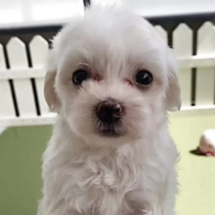 ＭＩＸ（犬）(小型)