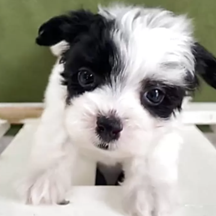 ＭＩＸ（犬）(小型)