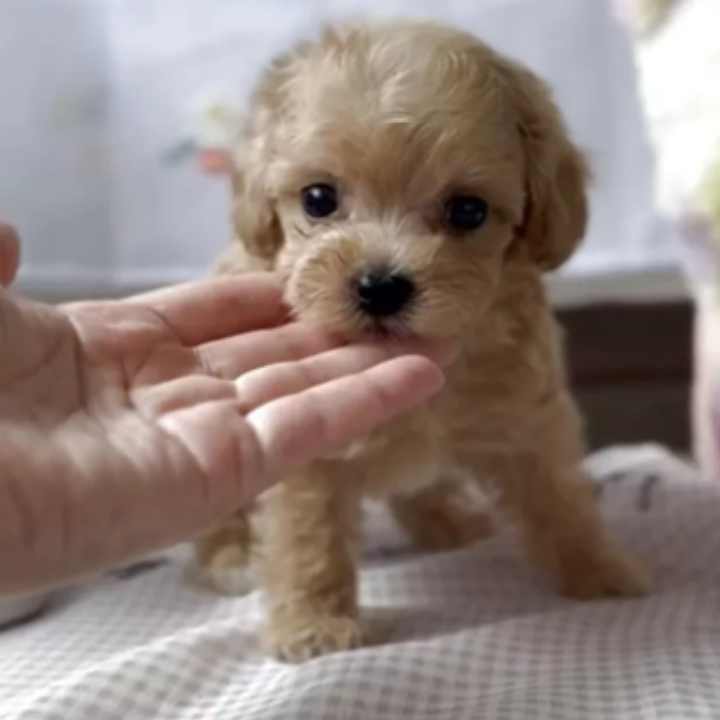 ＭＩＸ（犬）(小型)