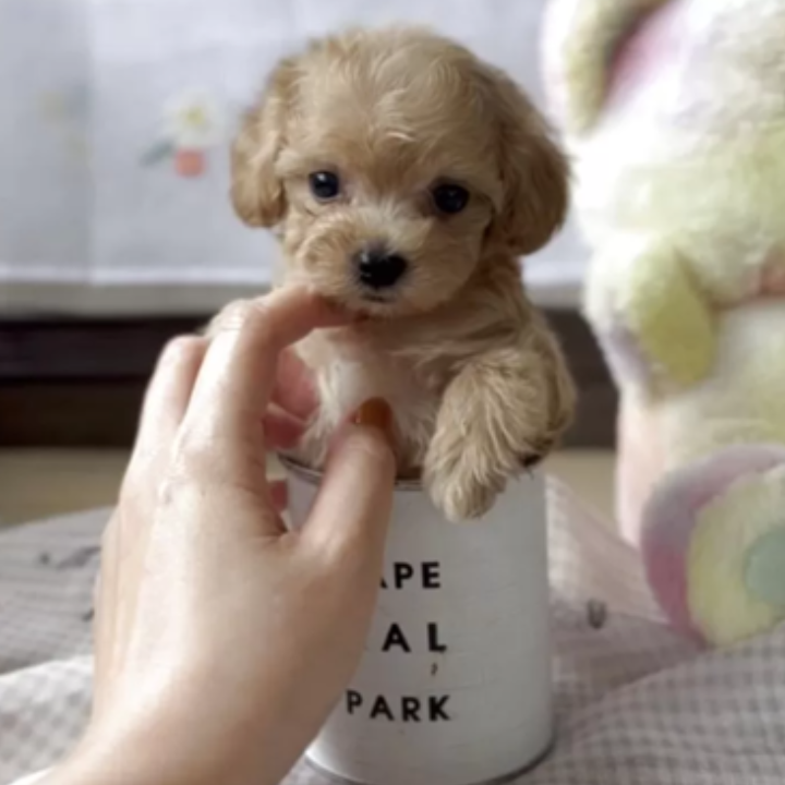 ＭＩＸ（犬）(小型)