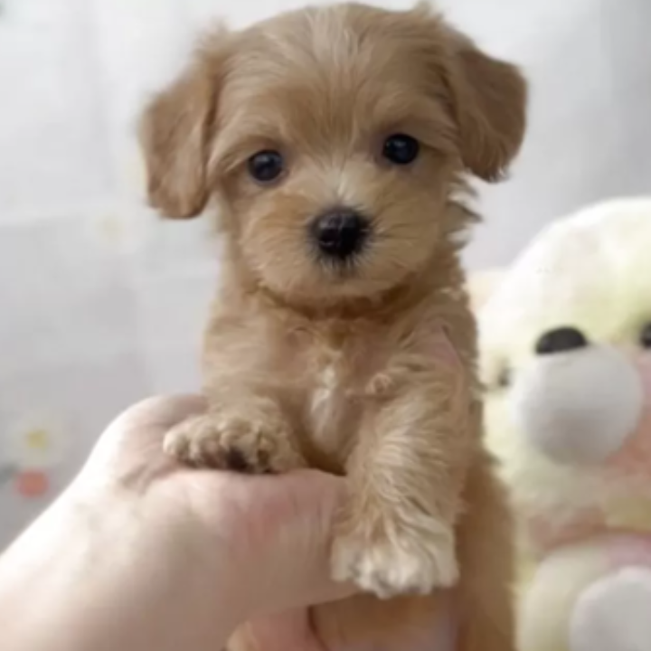 ＭＩＸ（犬）(小型)