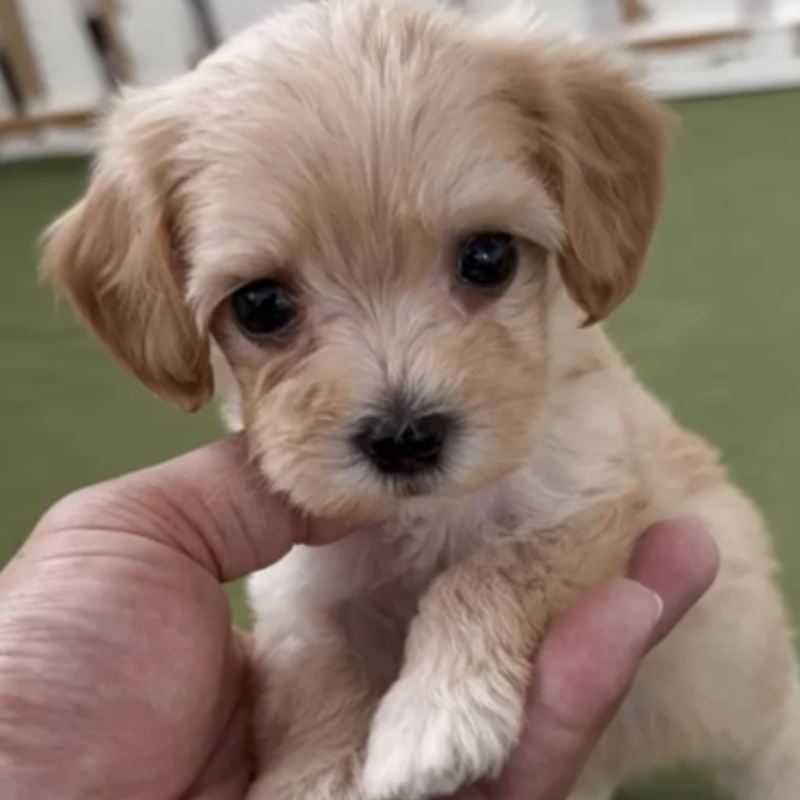ＭＩＸ（犬）(小型)