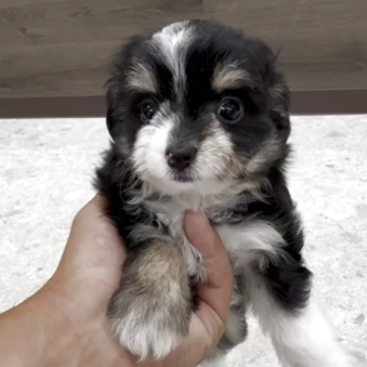 ＭＩＸ（犬）(小型)