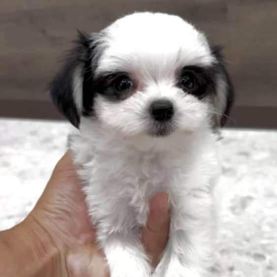 ＭＩＸ（犬）(小型)