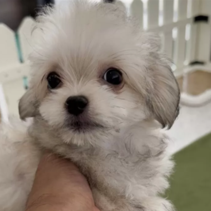 ＭＩＸ（犬）(小型)