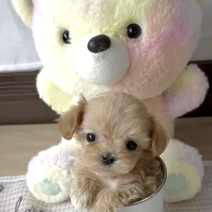 Pet-image