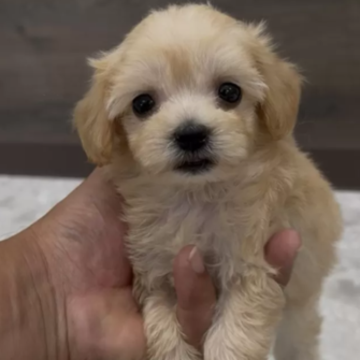 ＭＩＸ（犬）(小型)