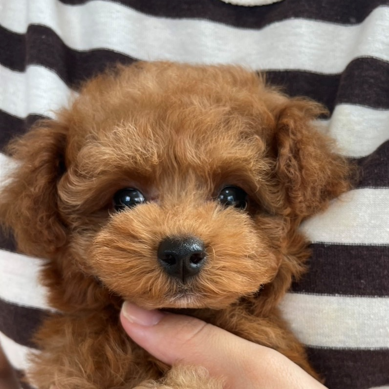 Pet-image