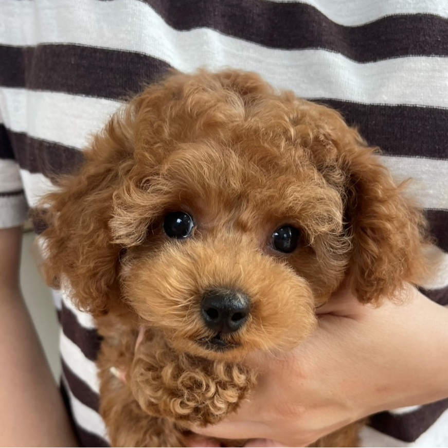 Pet-image