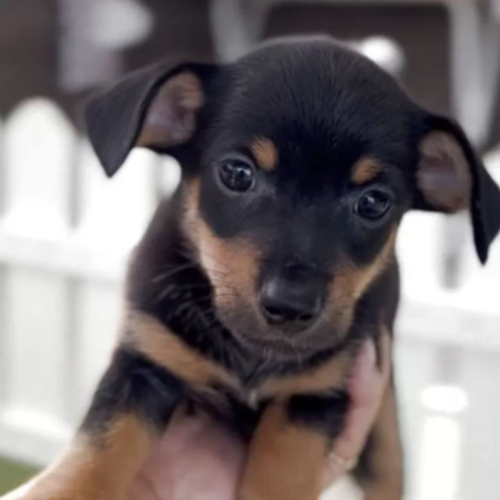 ＭＩＸ（犬）(小型)