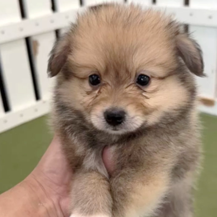 ＭＩＸ（犬）(小型)