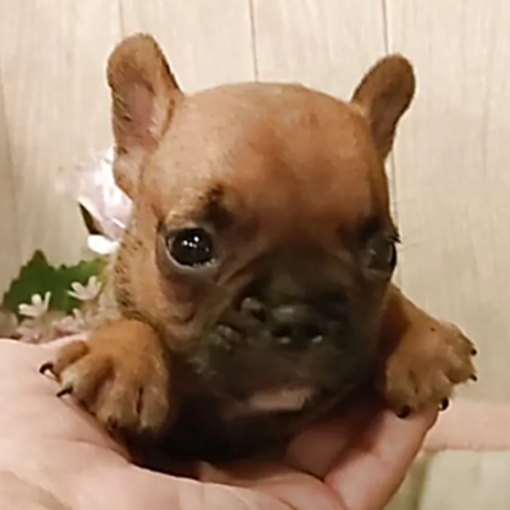 フレンチ・ブルドッグ
