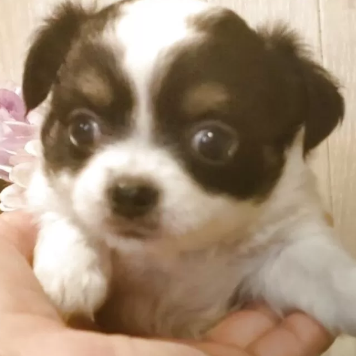 チワワ
