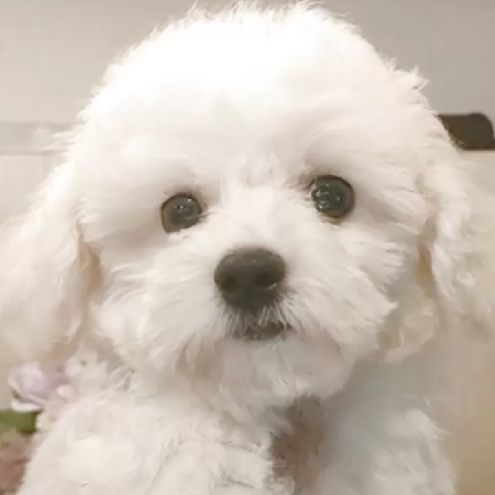 Pet-image