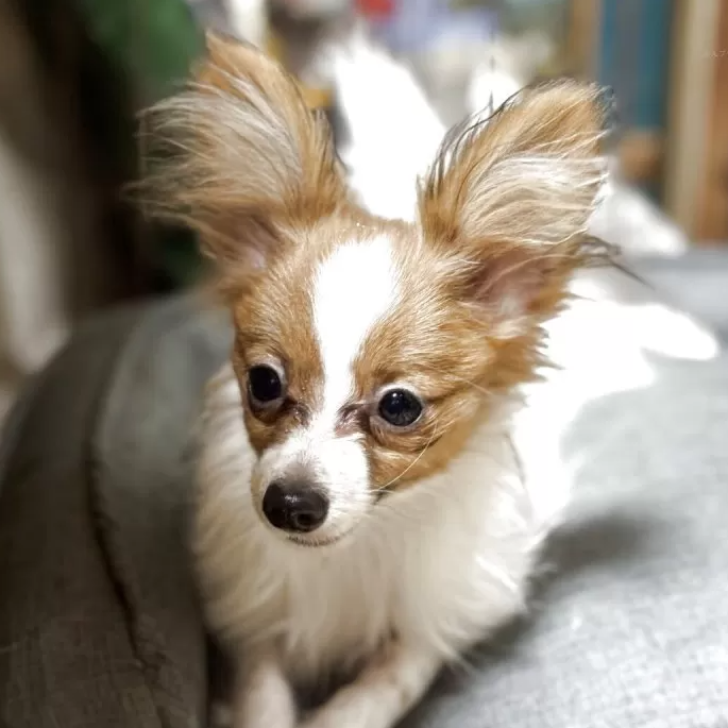 Pet-image