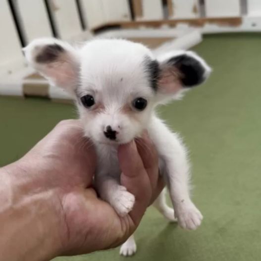 ＭＩＸ（犬）(小型)