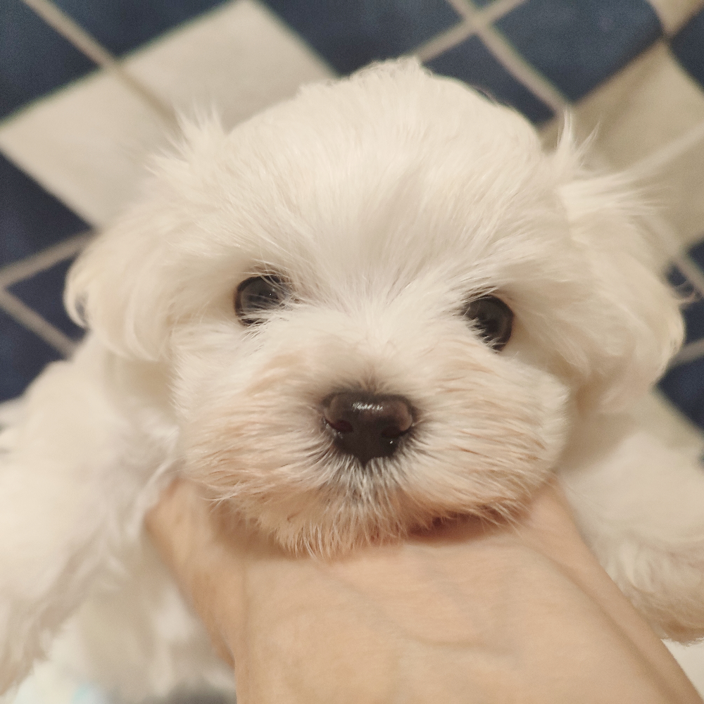 Pet-image