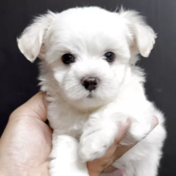 Pet-image