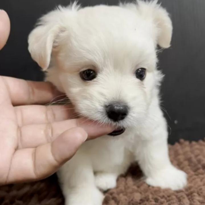 Pet-image