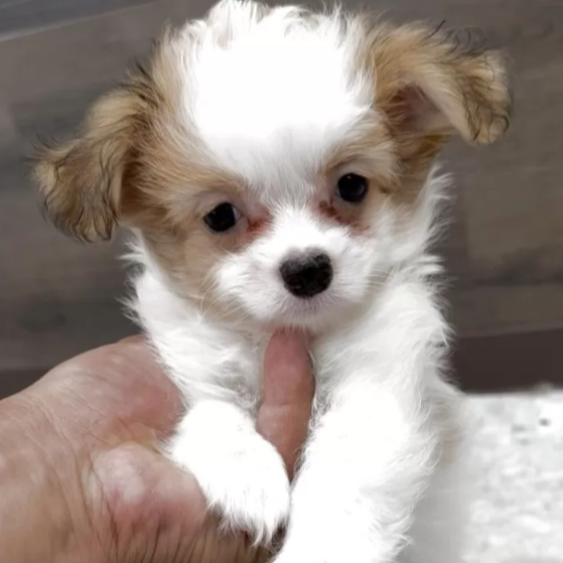 Pet-image