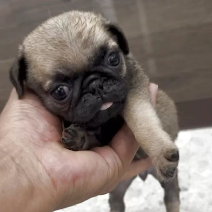Pet-image
