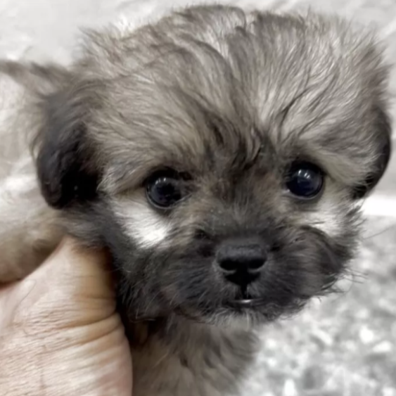 ＭＩＸ（犬）(小型)
