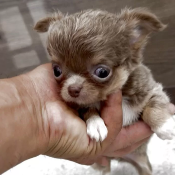 Pet-image