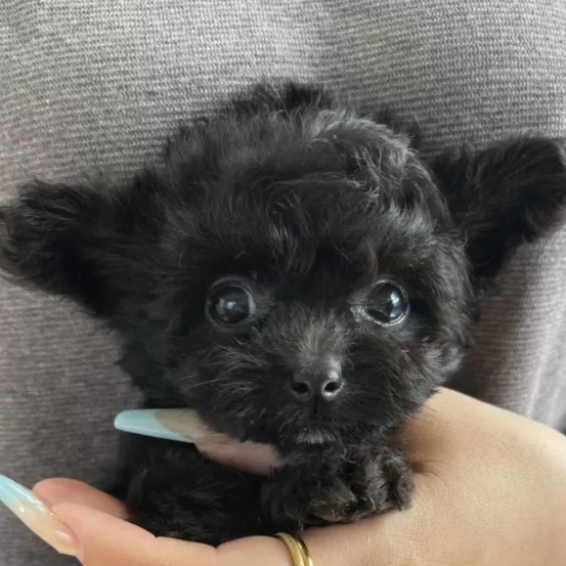 ＭＩＸ（犬）(小型)