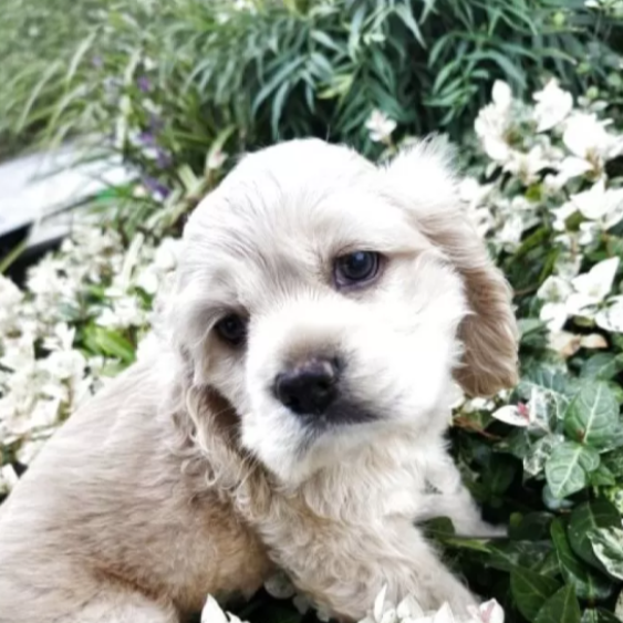Pet-image