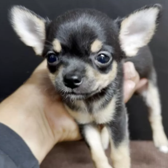 Pet-image