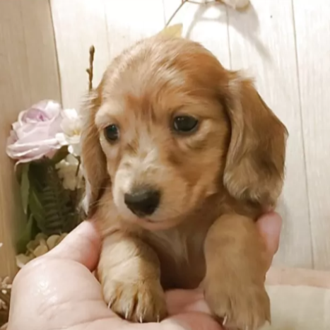 ミニチュア・ダックスフンド