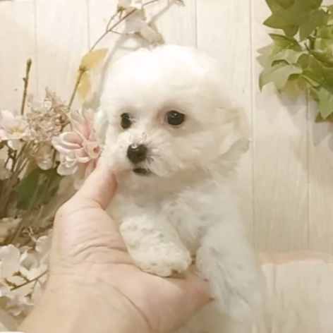 ＭＩＸ（犬）(小型)