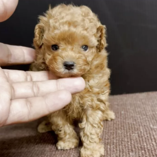 トイ・プードル