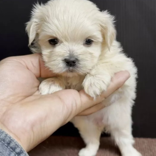 ＭＩＸ（犬）(小型)