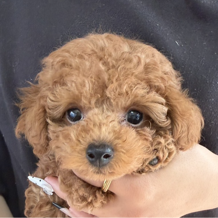 トイ・プードル