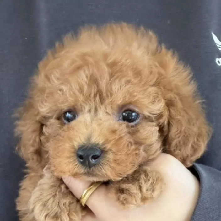 トイ・プードル