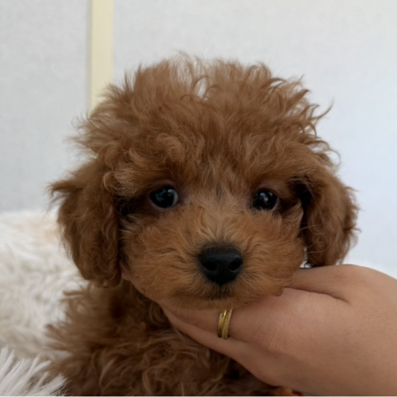 トイ・プードル