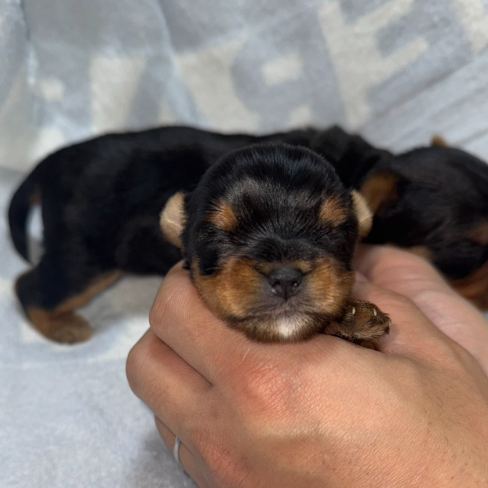 ヨークシャー・テリア