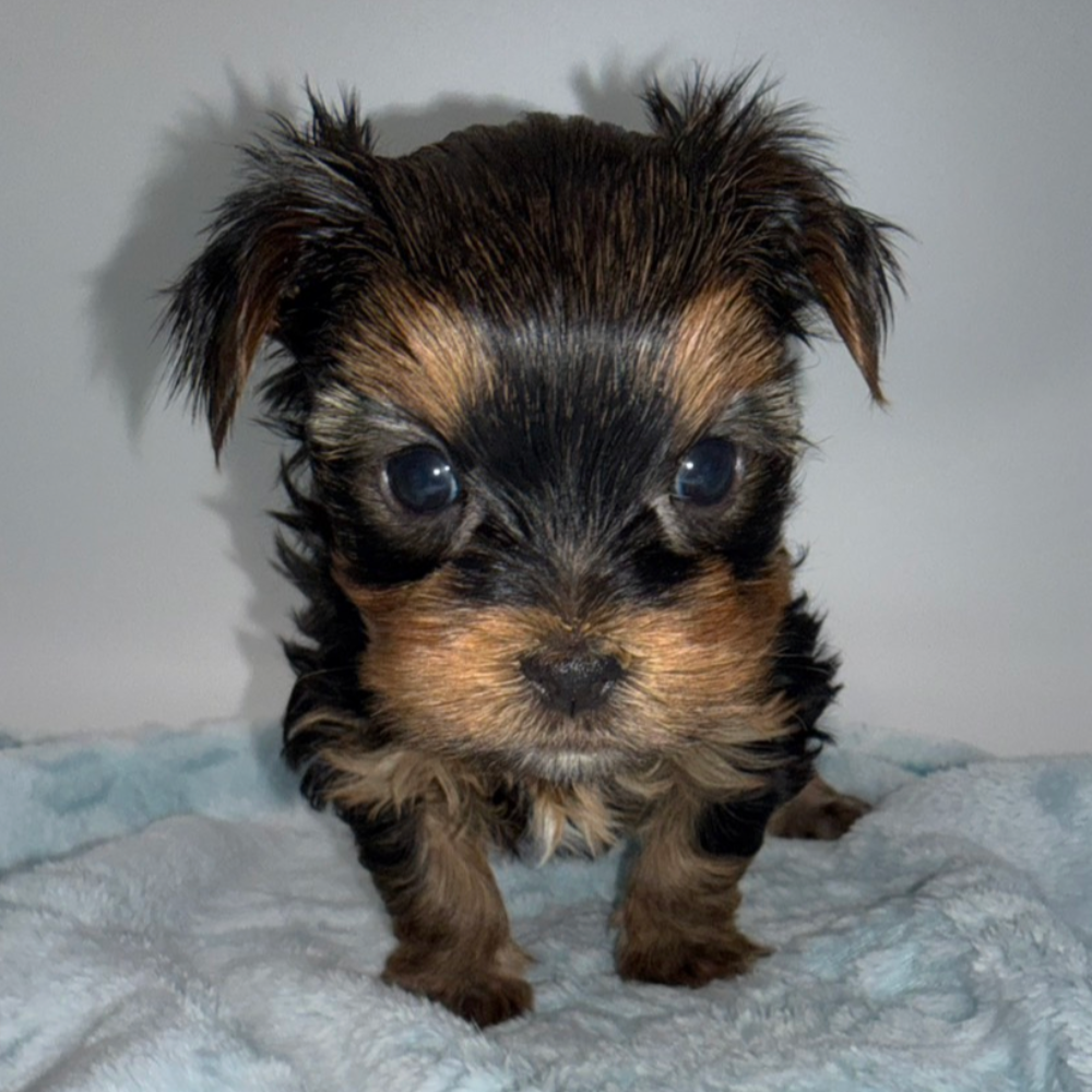 ヨークシャー・テリア