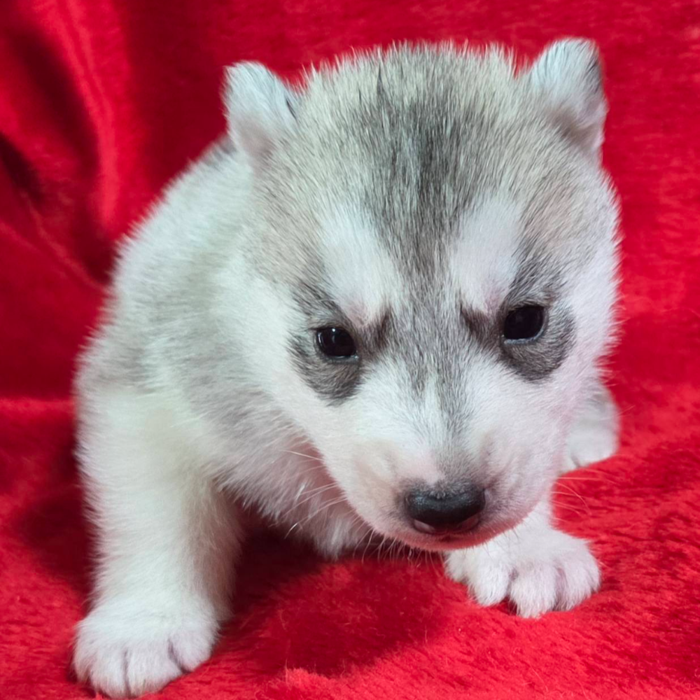 シベリアン・ハスキー