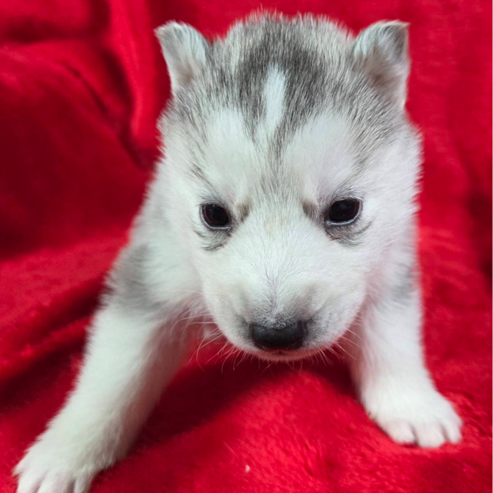 シベリアン・ハスキー