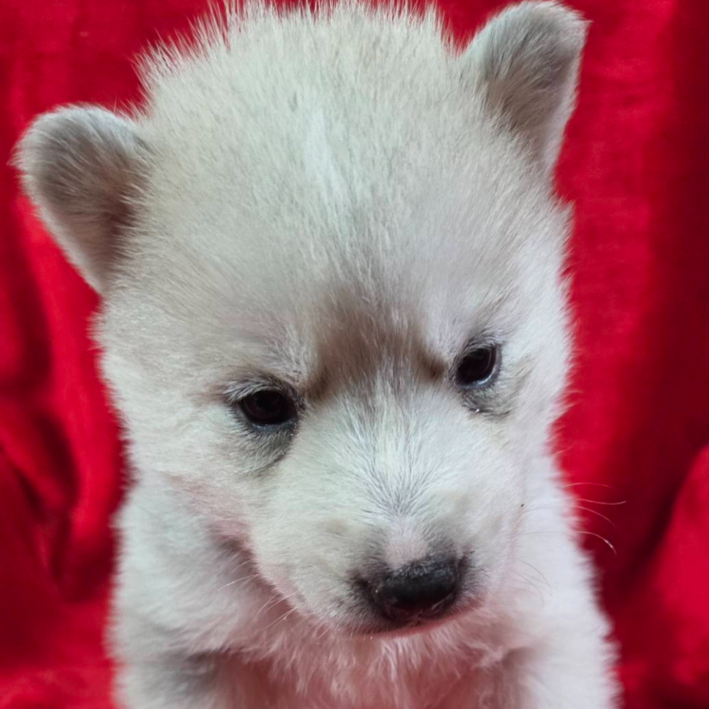 シベリアン・ハスキー