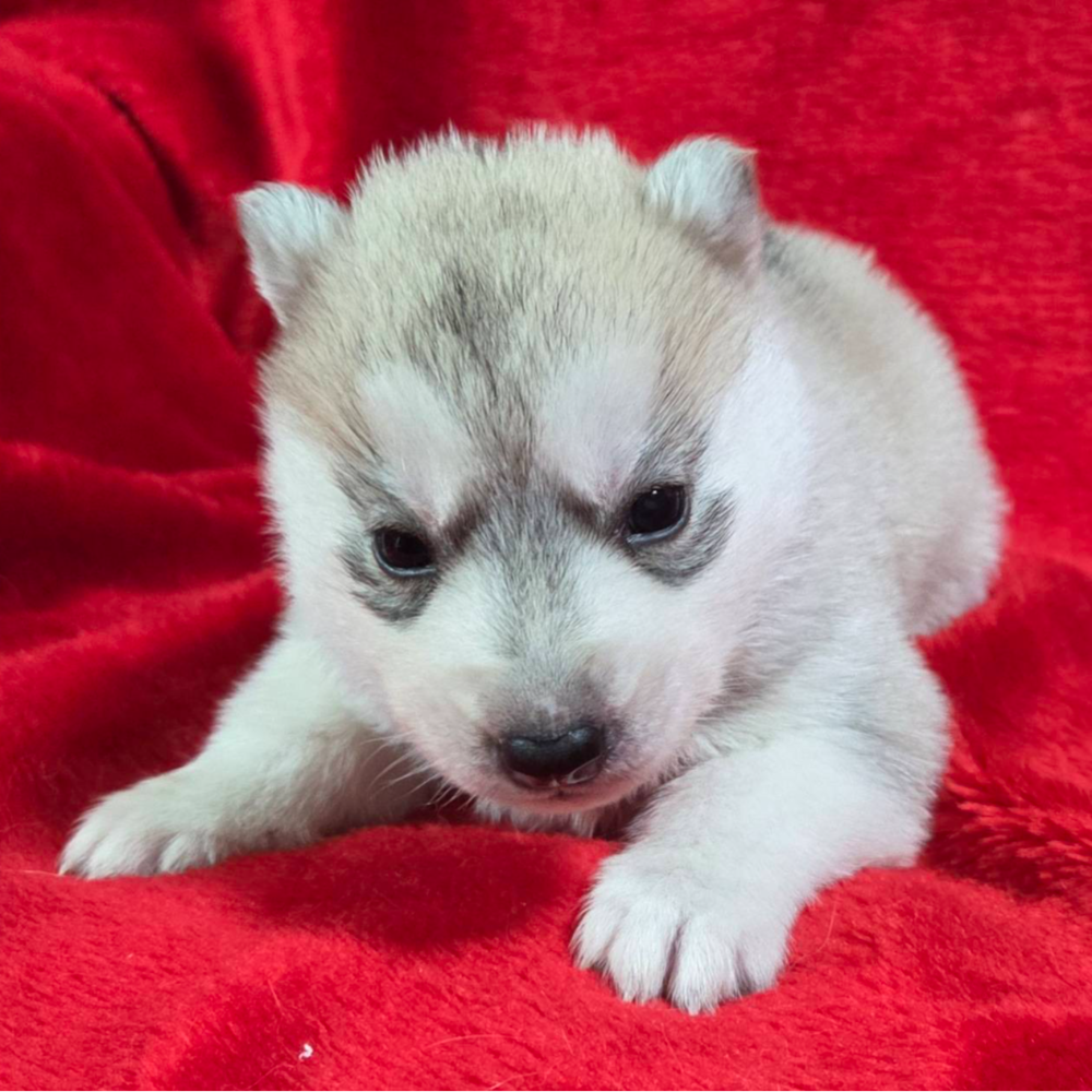 シベリアン・ハスキー