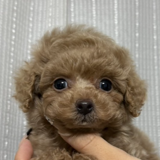 トイ・プードル