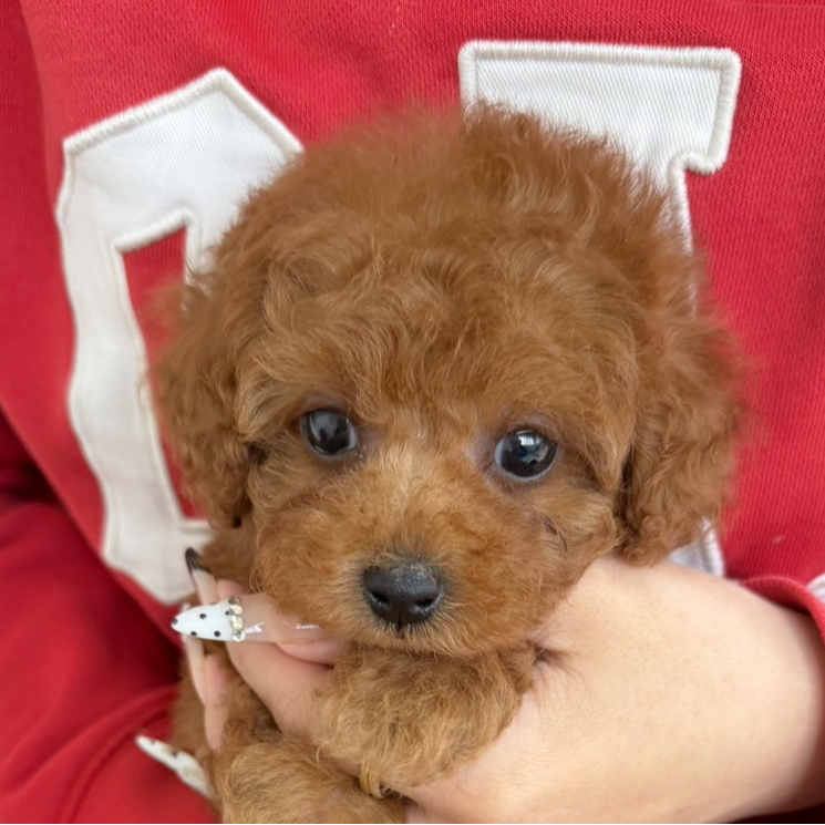 トイ・プードル