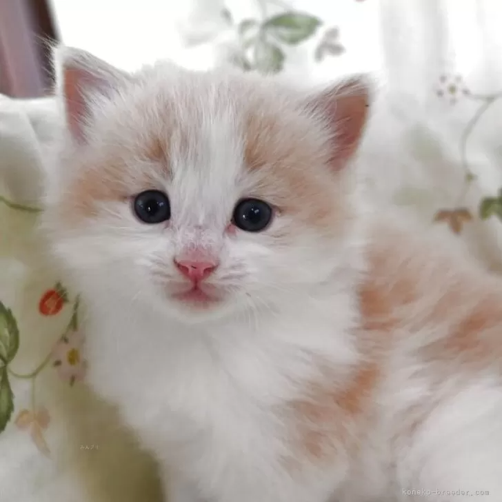 ノルウェジアン・フォレスト・キャット