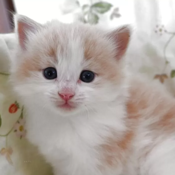 ノルウェジアン・フォレスト・キャット