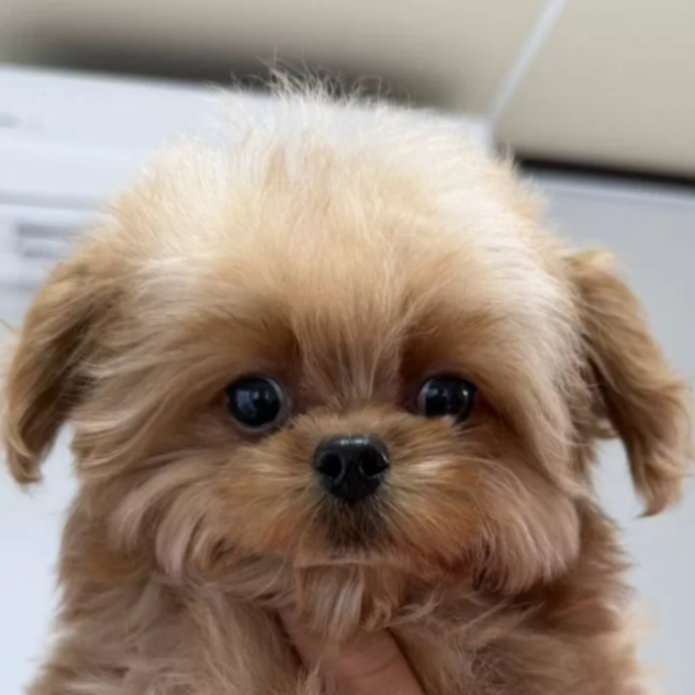 ＭＩＸ（犬）(小型)